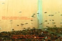     
: Sciaenochromis fryeri L.jpg
: 447
:	57.6 
ID:	71667