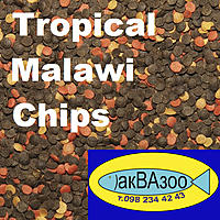     
: Tropical Malawi Chips.jpg
: 1517
:	290.9 
ID:	662801