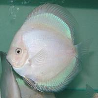     
: discus28.jpg
: 320
:	47.3 
ID:	150586