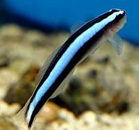     
: neongoby.jpg
: 537
:	20.3 
ID:	75355