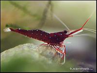     
: cardinalshrimp.jpg
: 282
:	14.3 
ID:	345812