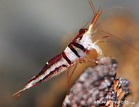     
: harlequin_shrimp.jpg
: 255
:	52.5 
ID:	345814