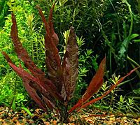     
: barclaya longifolia3.jpg
: 127
:	94.6 
ID:	573262