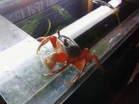     
: crab.jpg
: 439
:	228.2 
ID:	37759