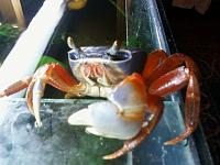     
: crab1.jpg
: 448
:	219.6 
ID:	37760