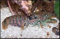     
: Procambarus%20pubescens.jpg
: 338
:	20.9 
ID:	59431