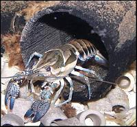     
: Procambarus%20versutus.jpg
: 337
:	30.4 
ID:	59434