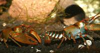     
: cambarus_manningi_4.jpg
: 333
:	169.8 
ID:	61516