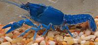     
: cambarus_ludovicianus17as.jpg
: 256
:	83.6 
ID:	62935