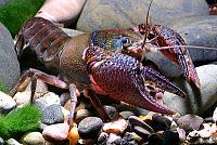     
: Procambarus bouvieri.jpg
: 275
:	97.5 
ID:	67304