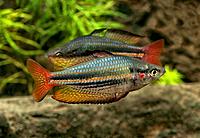     
: M.australis.Fish River.Daly.GES.jpg
: 592
:	295.7 
ID:	477531