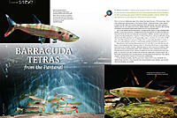     
: 40_41-Barracuda-Tetra_lg.jpg
: 205
:	148.2 
ID:	595449