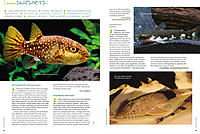     
: 92_93-Species-Snapshots_lg.jpg
: 245
:	151.2 
ID:	595456