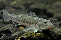     
: neogobius_fluviatilis_hf4337.jpg
: 495
:	66.6 
ID:	422580