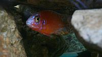     
: Fire fish (2).jpg
: 934
:	29.4 
ID:	469166