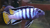     
: Elongatus Mpanga.jpg
: 594
:	53.2 
ID:	480642