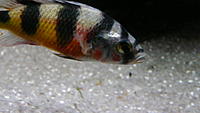     
: statotilapia latifasciata.jpg
: 507
:	71.1 
ID:	502682