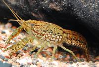     
: Marble crayfish 1.jpg
: 501
:	143.8 
ID:	54427