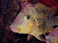     
: Geophagus_steindachneri_M2.jpg
: 417
:	15.2 
ID:	57373