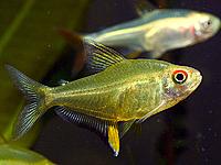     
: Hyphessobrycon-pulchripinnis-2.jpg
: 589
:	174.2 
ID:	599248