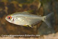     
: Hyphessobrycon-pulchripinnis-FSWFT0615.jpg
: 584
:	76.3 
ID:	599253