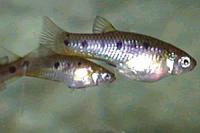     
: poeciliopsis_gracilis.jpg
: 561
:	16.0 
ID:	62313