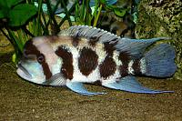     
: cyphotilapia.jpg
: 2072
:	113.2 
ID:	52076