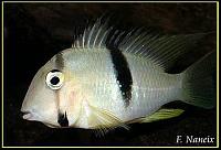     
: Acarichthys_geayi.jpg
: 932
:	21.3 
ID:	65740