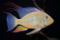     
: Acarichthys_heckelii.jpg
: 924
:	19.4 
ID:	65741