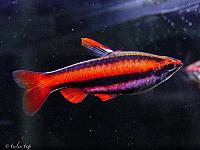     
: Nannostomus mortenthaleri1.jpg
: 278
:	32.8 
ID:	13372