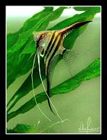     
: Pterophyllum_scalare_by_Valterwrc.jpg
: 521
:	36.1 
ID:	22145