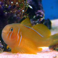     
: clown goby.jpg
: 443
:	89.2 
ID:	145118