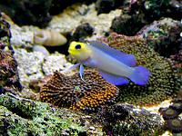     
: yellowheadjawfish1.jpg
: 656
:	49.6 
ID:	146557