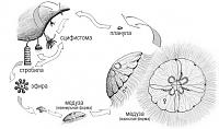     
: jelly_cycle.jpg
: 299
:	52.0 
ID:	334474