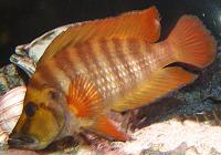     
: altolamprologuscompressiceps1l.jpg
: 721
:	125.2 
ID:	186063