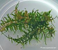     
: Christmas Moss.jpg
: 374
:	10.6 
ID:	312970