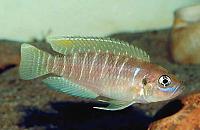     
: Neolamprologus_brevis_1.jpg
: 313
:	26.8 
ID:	260266