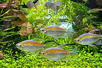     
: tetra-kongo---phenacogrammus-interruptus_5.jpg
: 171
:	153.8 
ID:	674672