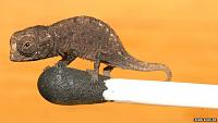     
: _58514405_tiny_chameleons_photo1_brookesia_micra_juvenile_on_match_joern_koehler.jpg
: 226
:	33.6 
ID:	211457