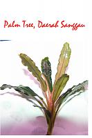     
: Palm Tree, Daerah Sanggau.jpg
: 563
:	41.0 
ID:	359598