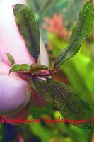     
: Bucephalandra Kualakuayan-1pg.jpg
: 599
:	44.3 
ID:	361854