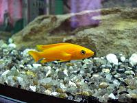     
: Neolamprologus leleupi 'Orange'.jpg
: 260
:	302.5 
ID:	59573