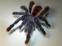     
: Avicularia sp. Peru, Amazon. Purple..JPG
: 246
:	532.9 
ID:	174229