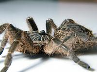     
: Ceratogyrus marshalli.jpg
: 276
:	104.3 
ID:	174235