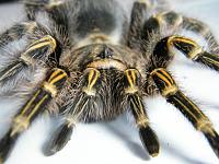     
: Grammostola aureostriata.jpg
: 233
:	125.1 
ID:	174240