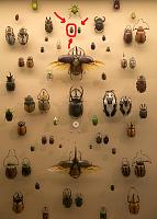     
: WLA_vanda_Collection_of_Beetles.jpg
: 268
:	256.3 
ID:	195625