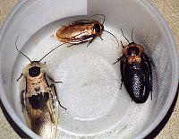     
: Blaberus giganteus_Blaberus discoidales_Blaberus craniifer.jpg
: 300
:	44.3 
ID:	86987