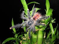     
: Avicularia sp.Peru,Amazonas Purple  L7 .jpg
: 288
:	593.7 
ID:	155030