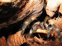     
: Brachypelma smithi  L8 .jpg
: 252
:	744.8 
ID:	155031