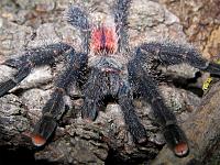     
: Avicularia sp.Peru,Amazonas Purple  L8.jpg
: 277
:	816.6 
ID:	169127